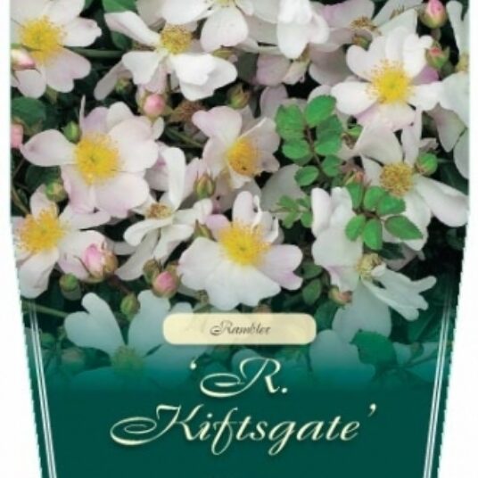 Rosa filipes 'Kiftsgate'