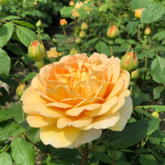 Rosa 'Golden Celebration'® (david austin®)