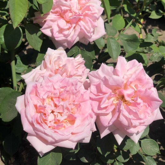 Rosa 'Gloire de Dijon'