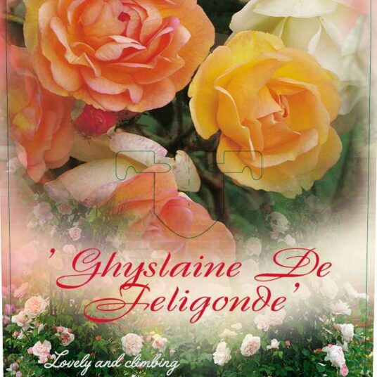 Rosa 'Ghislaine de Féligonde'