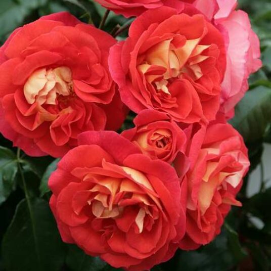 Rosa 'Gebrüder Grimm'® adr 2002 (= 'joli tambour')