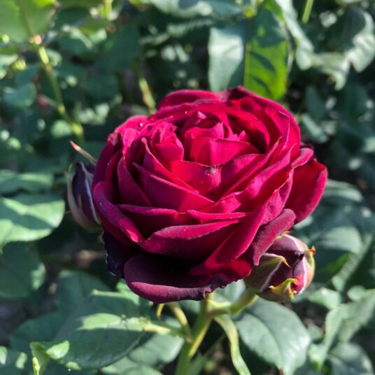 Rosa 'Grafin Hardenberg'®