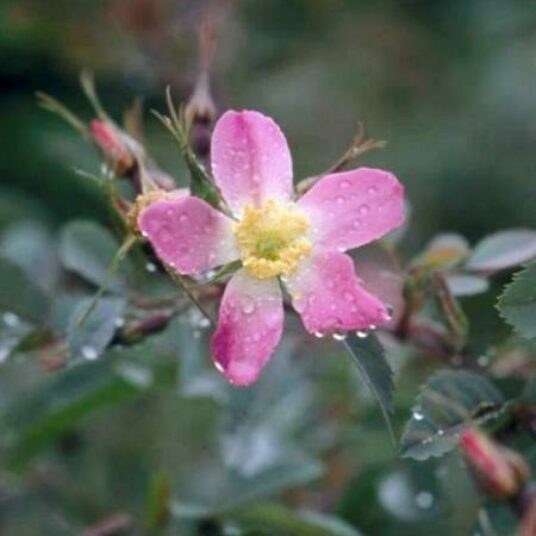 Rosa glauca (= rubrifolia)