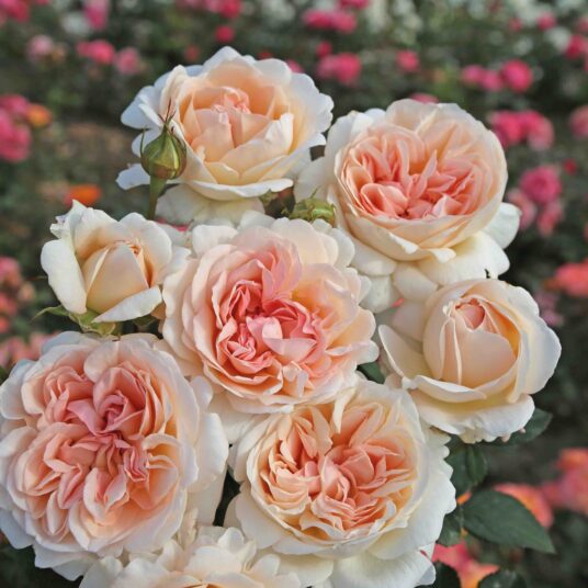Rosa 'Großherzogin Louise'®