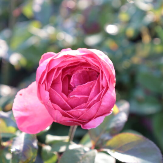Rosa 'Gartenprinzessin Marie-josé'®