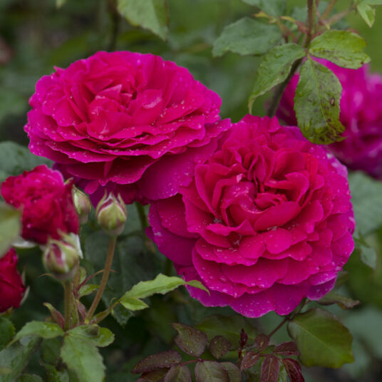 Rosa 'Gabriel Oak'® ('auscrowd') (david austin®)
