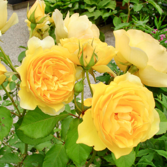 Rosa 'Graham Thomas'® (david austin®)