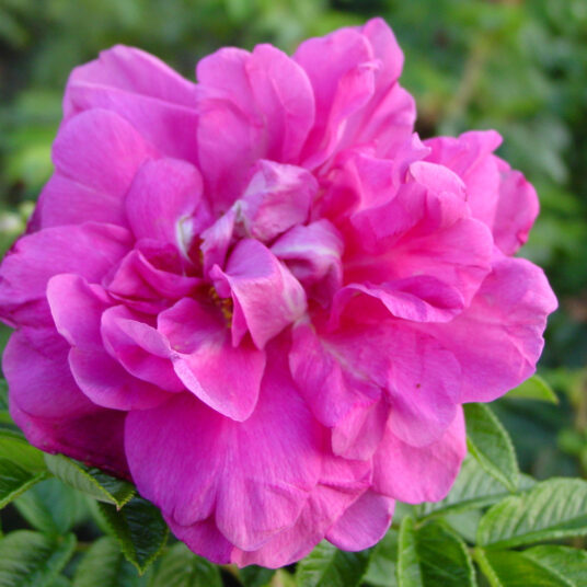 Rosa 'Hansa'