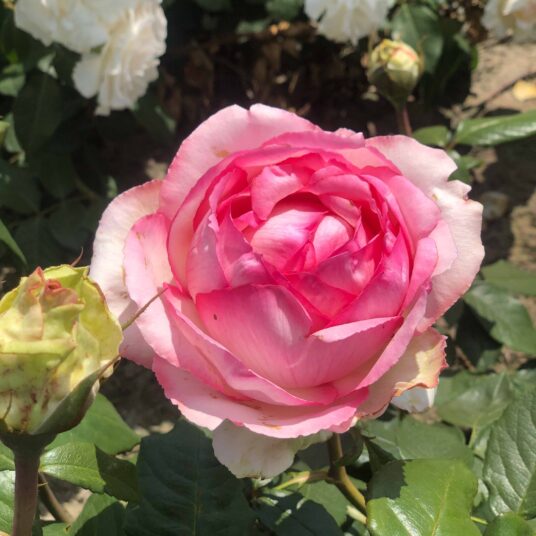 Rosa 'Honoré de Balzac'® (= 'meiparnin'®)