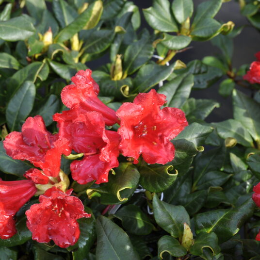 Rhodo (forr.) 'Baden-baden'