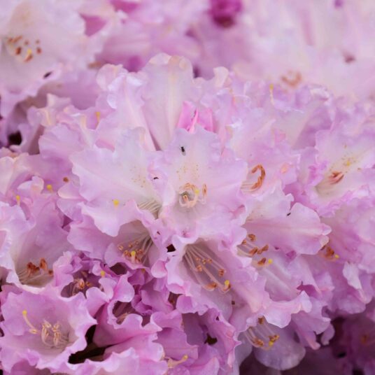 Rhodo (yak.) 'Caroline Allbrook'