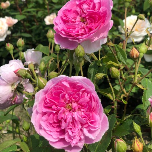 Rosa 'Harlow Carr'® (david austin®)