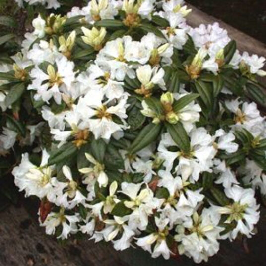 Rhodo (minus) 'Dora Amateis'