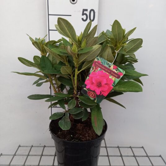 Rhodo (yak.) 'Dopey' (= 'simplet')