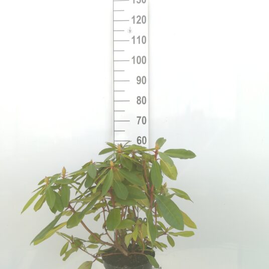 Rhodo (hybr.) 'Eucharitis'