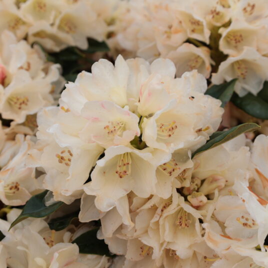 Rhodo (yak.) 'Golden Torch'