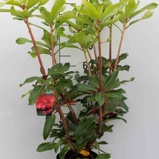 Rhodo (fortun.) 'Halfdan Lem'