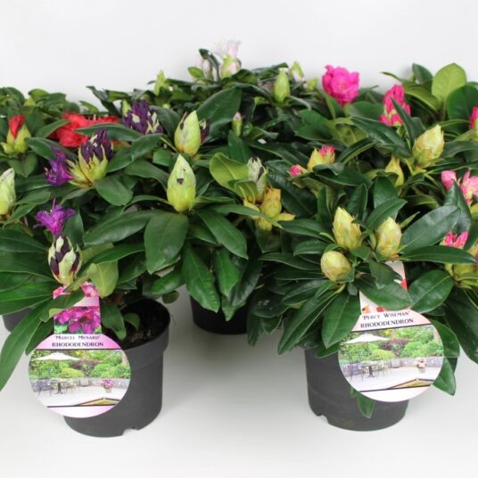Rhodo hybride in soorten/en var