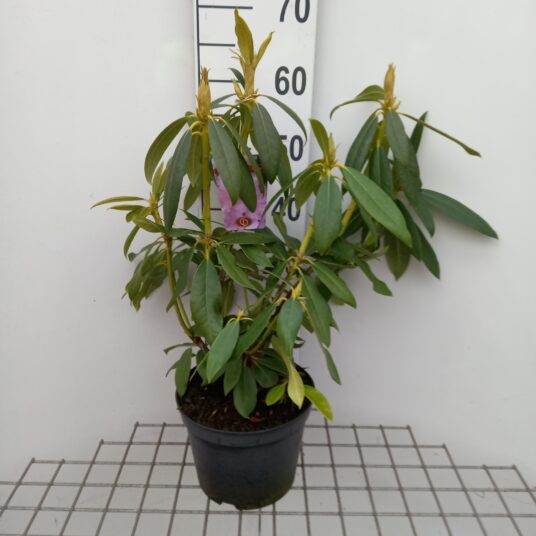 Rhododendron 'Mrs E.c. Stirling'