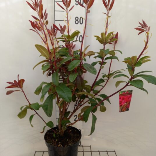 Rhodo (pont.) 'Moser's Maroon'