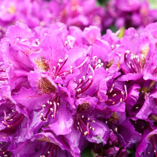 Rhodo (pont.) 'Marcel Menard'
