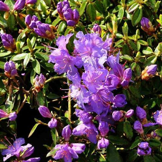 Rhodo (imped.) 'Blue Tit'