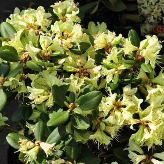 Rhodo (keisk.) 'Shamrock'