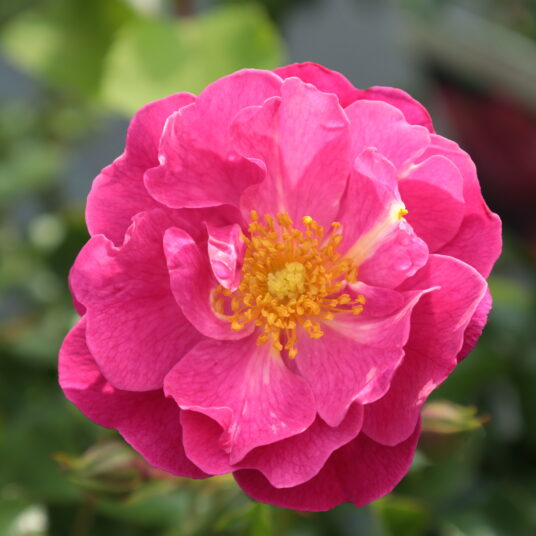 Rosa 'Hotline'