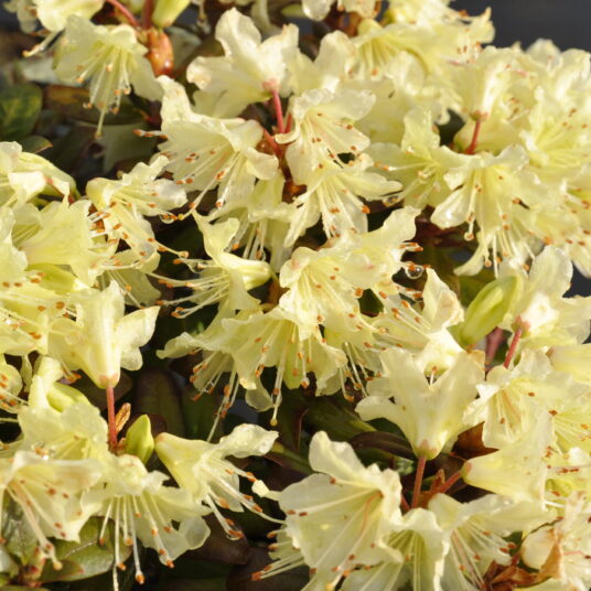 Rhodo (keisk.) 'Princess Anne'