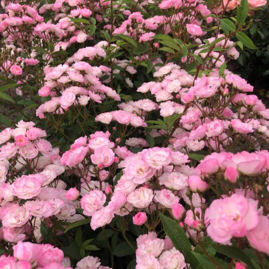 Rosa 'Heavenly Pink'®