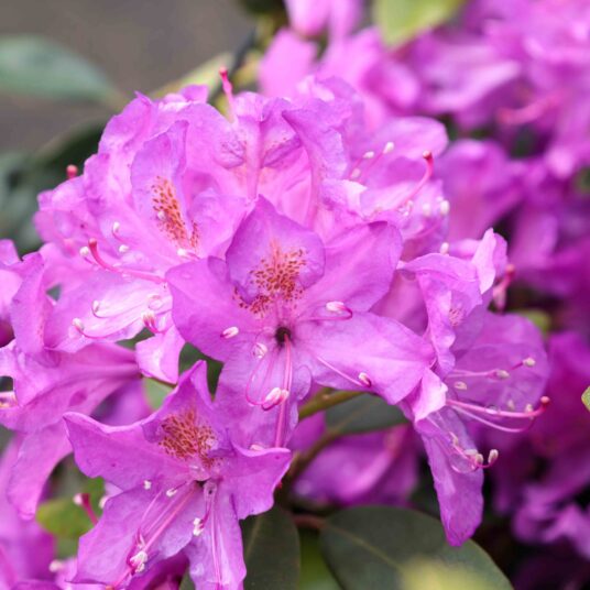 Rhodo ponticum