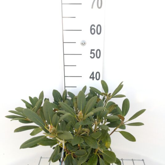 Rhodo (yak.) 'Porzellan'