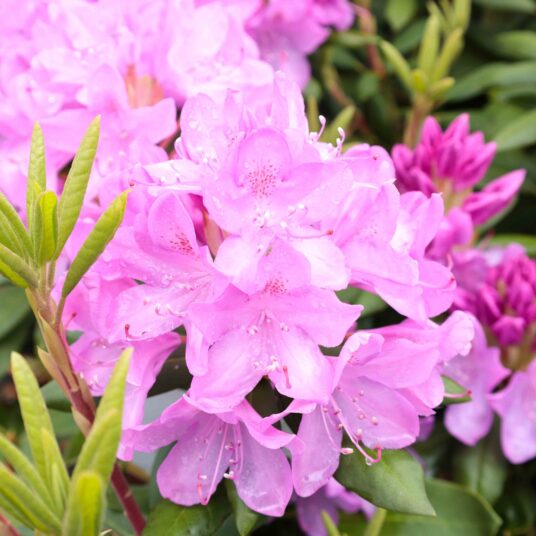 Rhodo (pont.) 'Roseum Elegans'