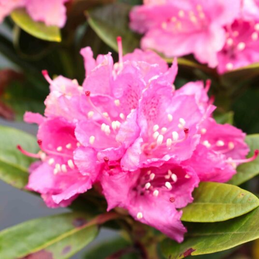 Rhodo (hybr.) 'Rocket'