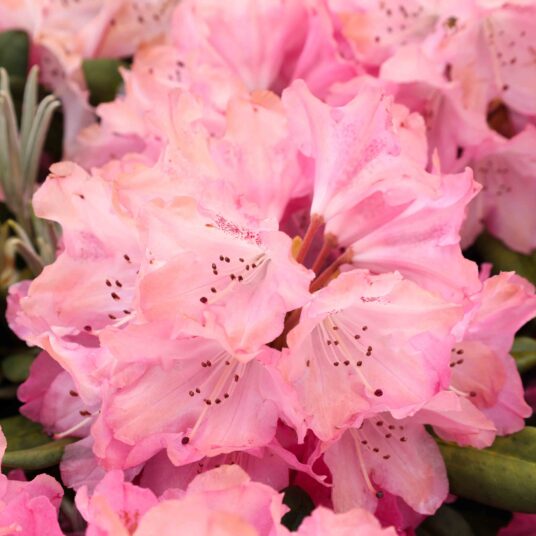 Rhodo (yak.) 'Sneezy' (='atchoum')