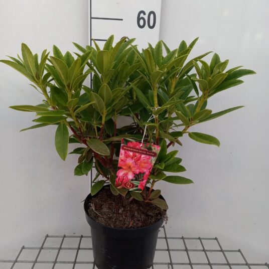 Rhododendron hybr. 'Sunfire'