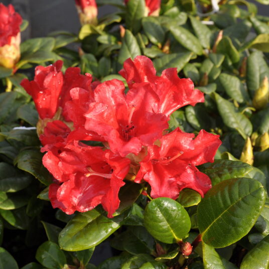 Rhodo (forr.) 'Scarlet Wonder'