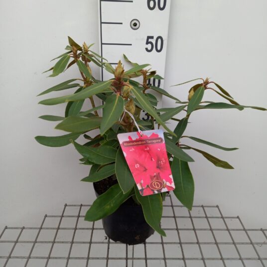 Rhododendron (h) 'Taragona'