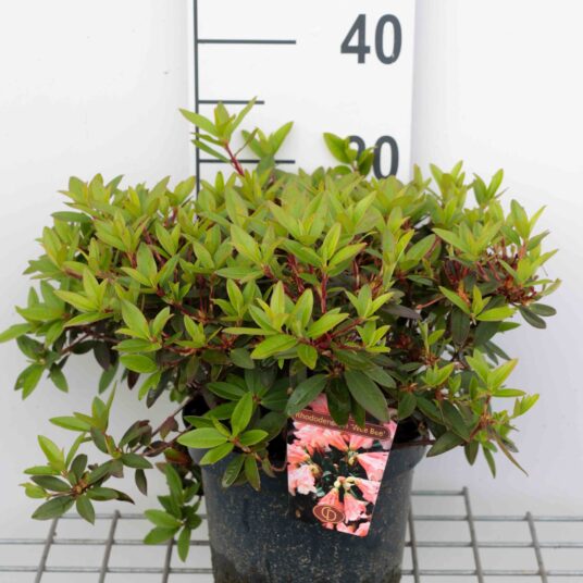 Rhodo (keisk.) 'Wee Bee'