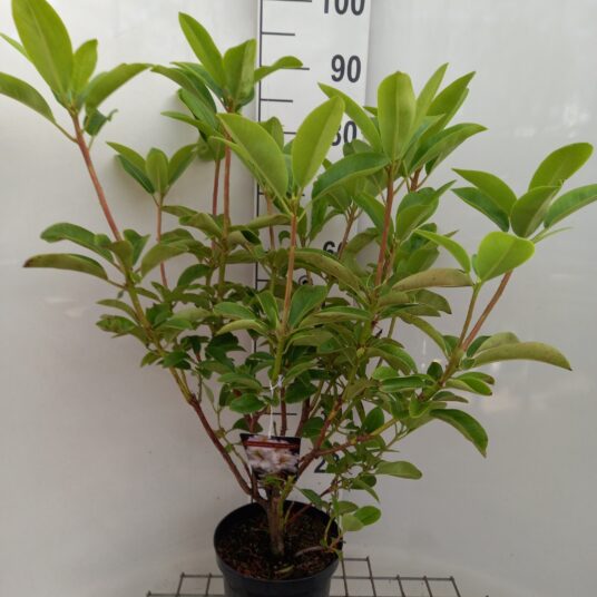 Rhodo (pont.) 'White Gold'