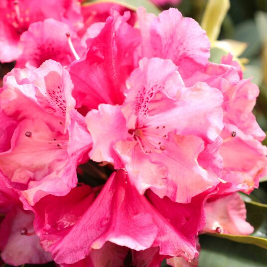 Rhodo (arbor.) 'Wilgen's Ruby'