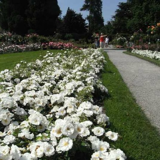 Rosa 'Innocencia'® adr 2003 (='korstarnow'®)