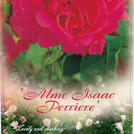 Rosa 'Isaac Pereire' (='mme_i._pereire')