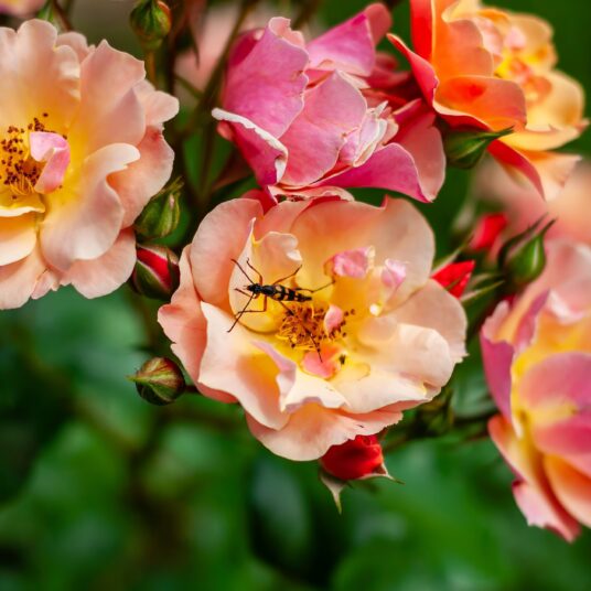 Rosa 'Jazz'®