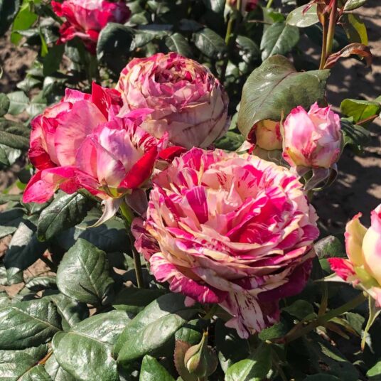 Rosa 'Julio Iglesias'