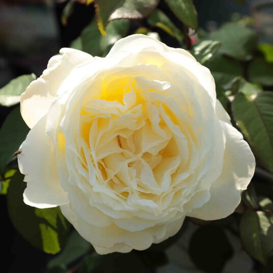 Rosa 'Jeanne Moreau'®