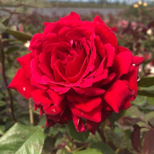 Rosa 'Jubilé de Papa Meilland'
