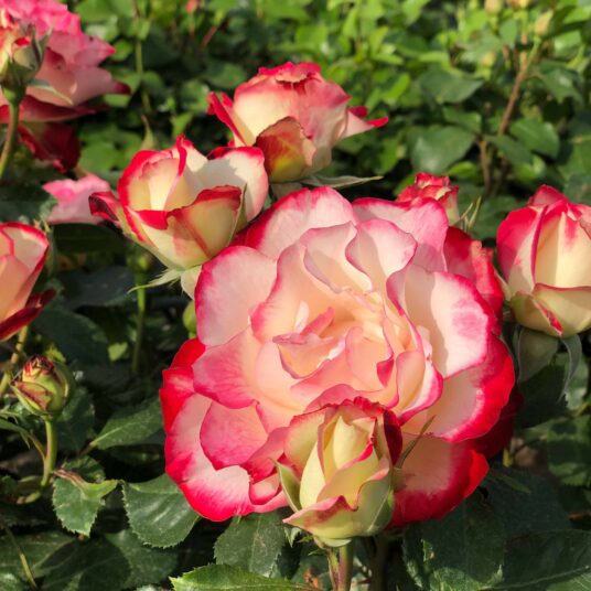 Rosa 'Jubile du Pr. de Monaco'® (= 'meisponge'®)