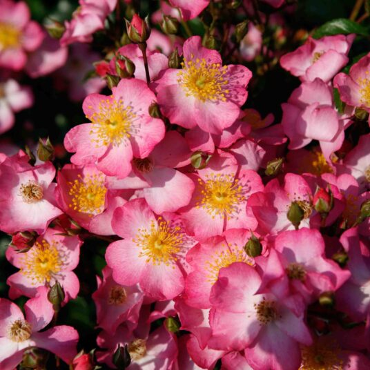 Rosa 'Juanita' adr 2006