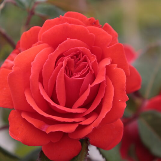 Rosa 'Kanegem'